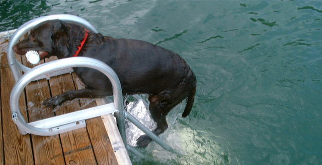 Flotation Systems AquaStair Dog Ladder